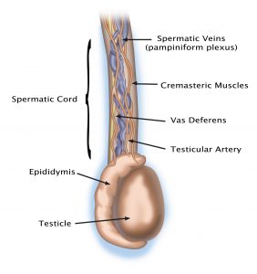 testicular pain graphic