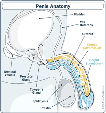penis anatomy