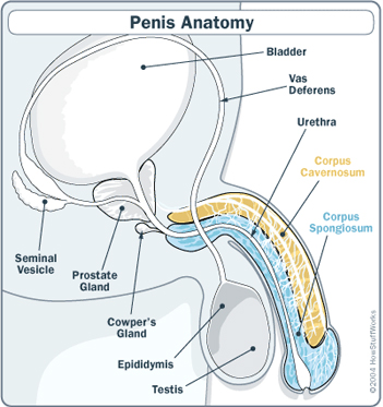 What is the penis?