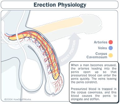 Erection Physiology Diagram